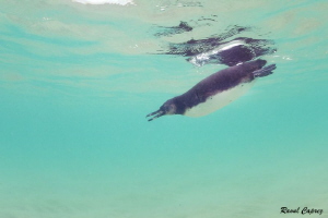 Galapagos penguin by Raoul Caprez 